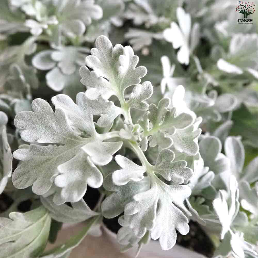 アルテミシア モリスストレイン 【花苗 3号鉢】｜ 【植物の