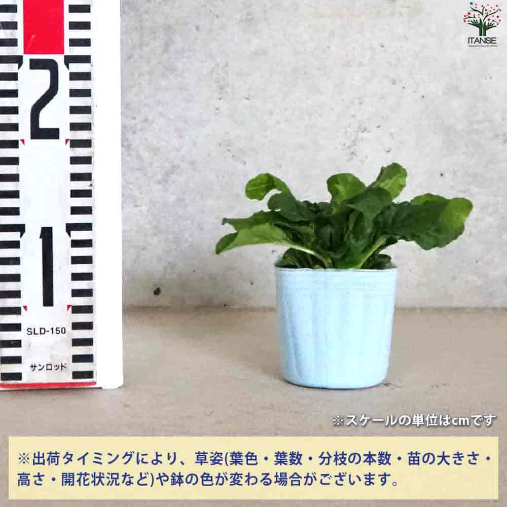 アジュガ ロゼア 【花苗 3号ポット】｜ 【植物のITANSE】全品