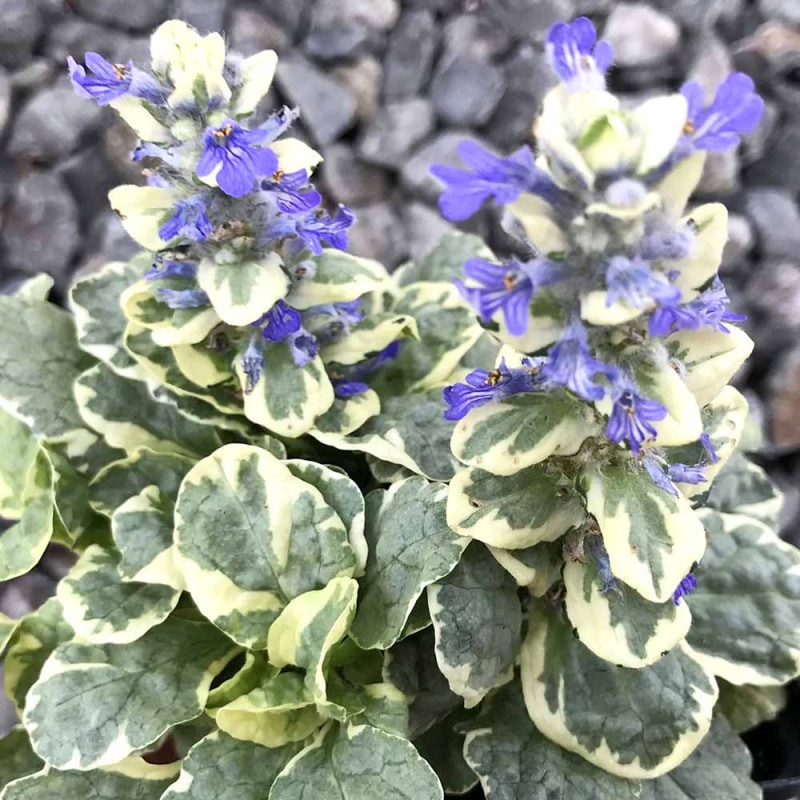 アジュガ シルバー　苗　2ポット分　ネコポス発送 アジュガ シルバー 苗 2ポット分 ネコポス発送 楽天市場】アジュガ