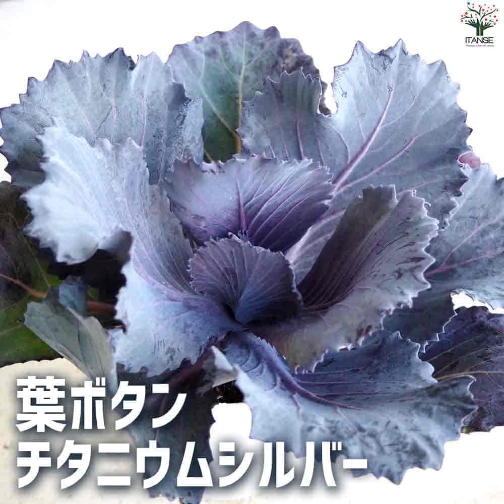 葉ボタン チタニウムシルバー 【花苗 2.5号ポット】