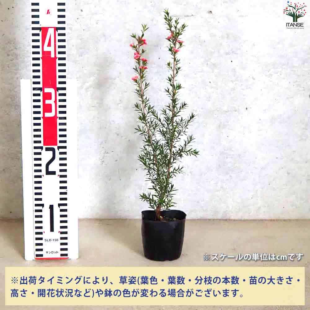 ギョリュウバイ　スリムで高さあり ギョリュウバイ スリムで高さあり ギョリュウバイ」の人気商品一覧