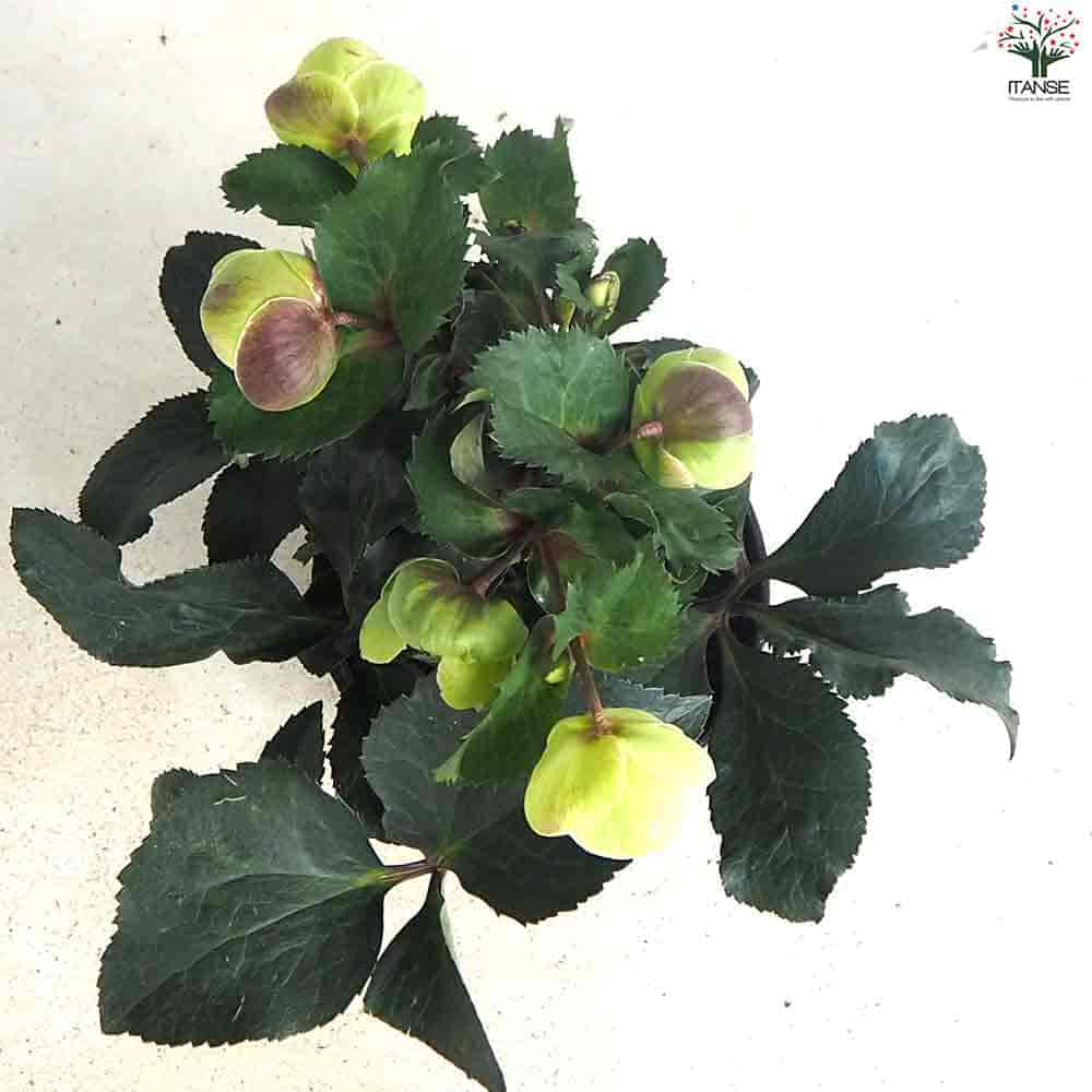 クリスマスローズ 氷の薔薇 ビアンコ 【花苗 5号ポット／1個売り