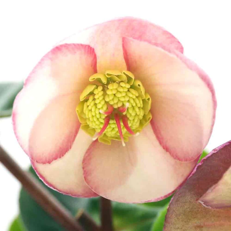 クリスマスローズ｜【植物のITANSE】全品送料無料・即出荷!