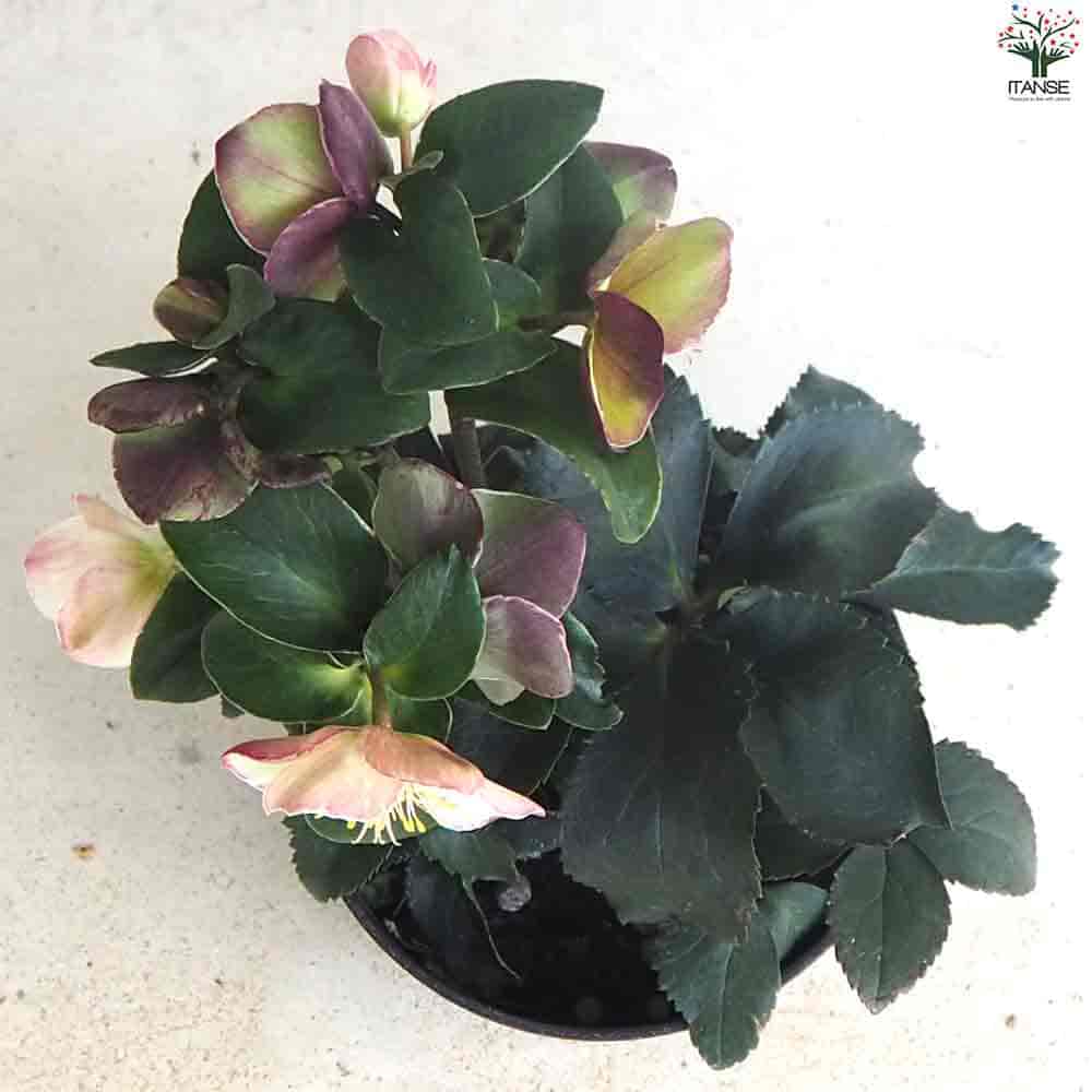 2025年最新】クリスマスローズの人気アイテム - メルカリ arice様ご