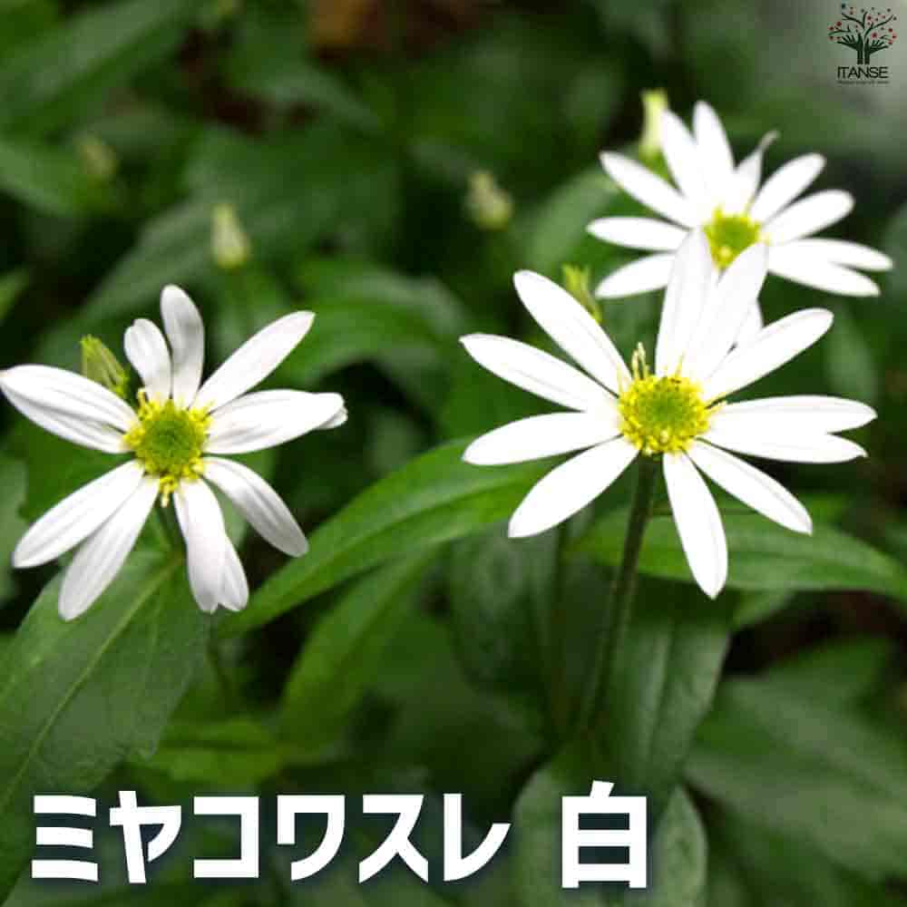 都忘れ(ミヤコワスレ) 白 【花苗 3.5号ポット】