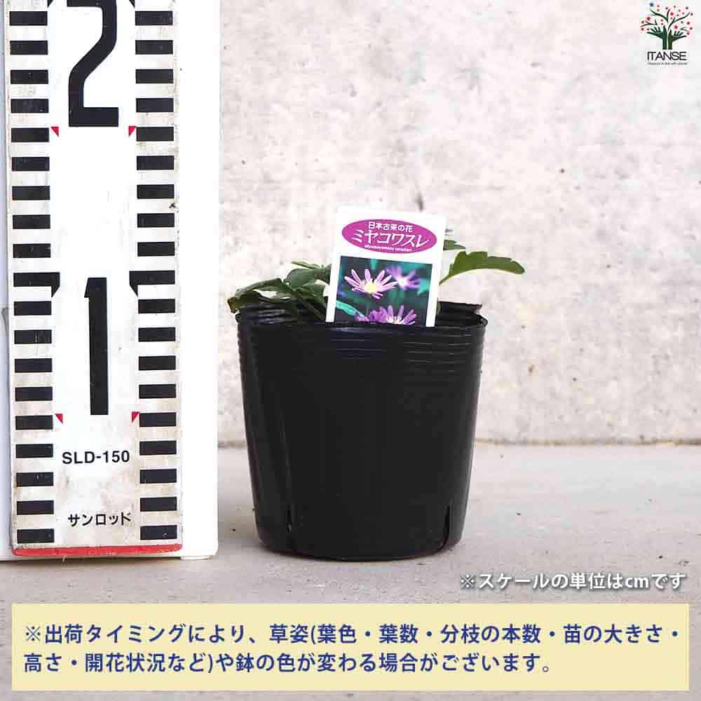 都忘れ(ミヤコワスレ) 紫 【花苗 3.5号ポット】｜ 【植物の