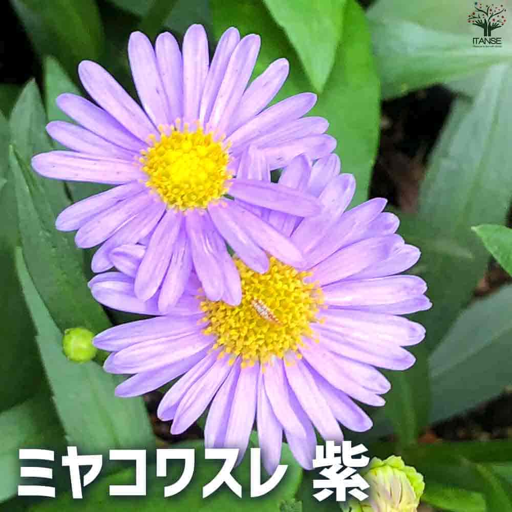 都忘れ(ミヤコワスレ) 紫 【花苗 3.5号ポット】