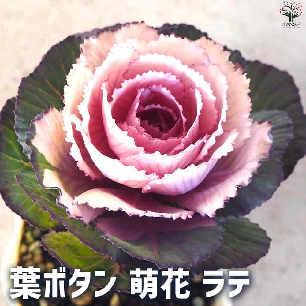 葉ボタン 萌花 ラテ 【花苗 3号ポット】