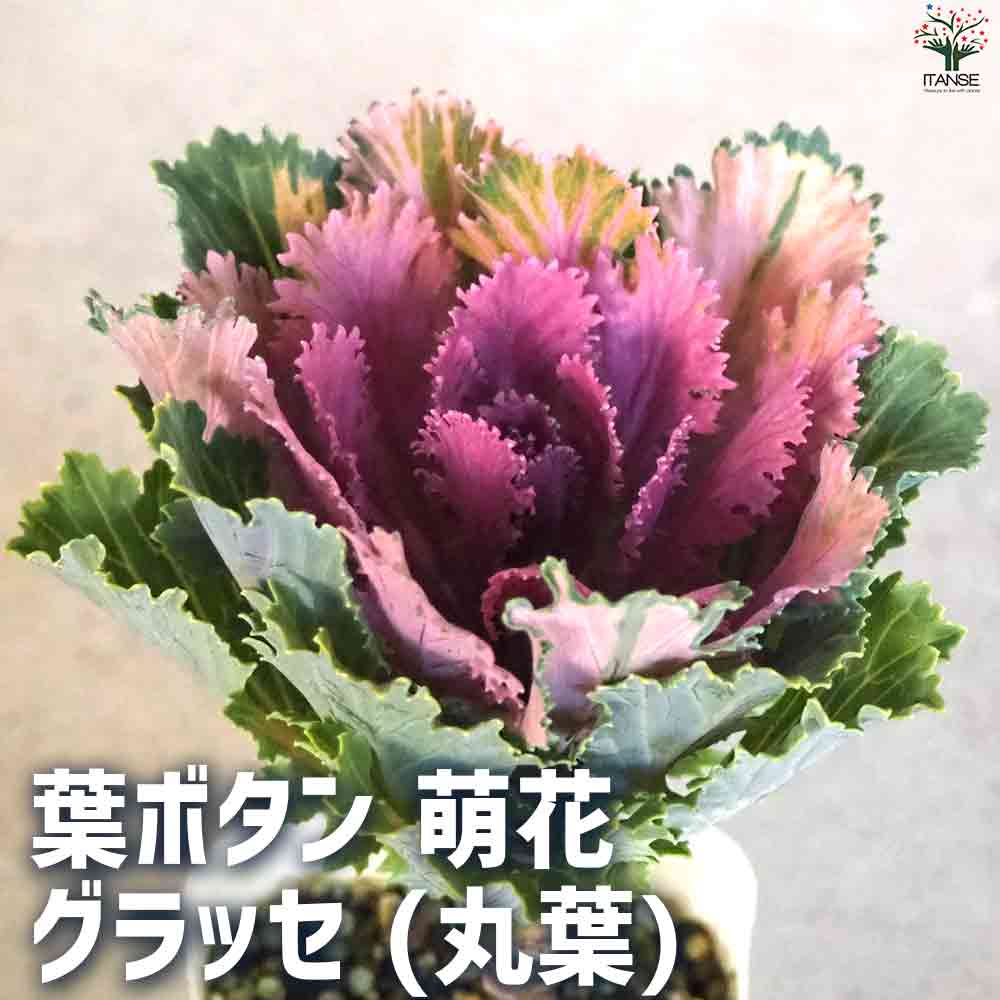葉ボタン 萌花 グラッセ 丸葉 【花苗 3号ポット】