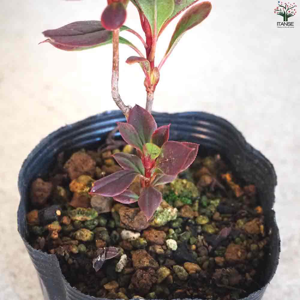 紅サラサ ドウダンツツジ 【花木苗 3.5号ポット】｜ 【植物の