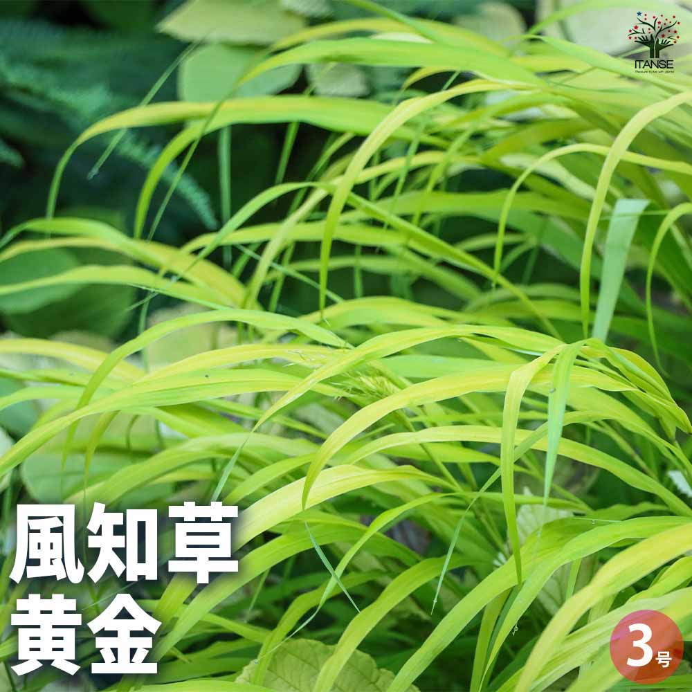 風知草(フウチソウ) 黄金 小 【花苗 3号ポット】