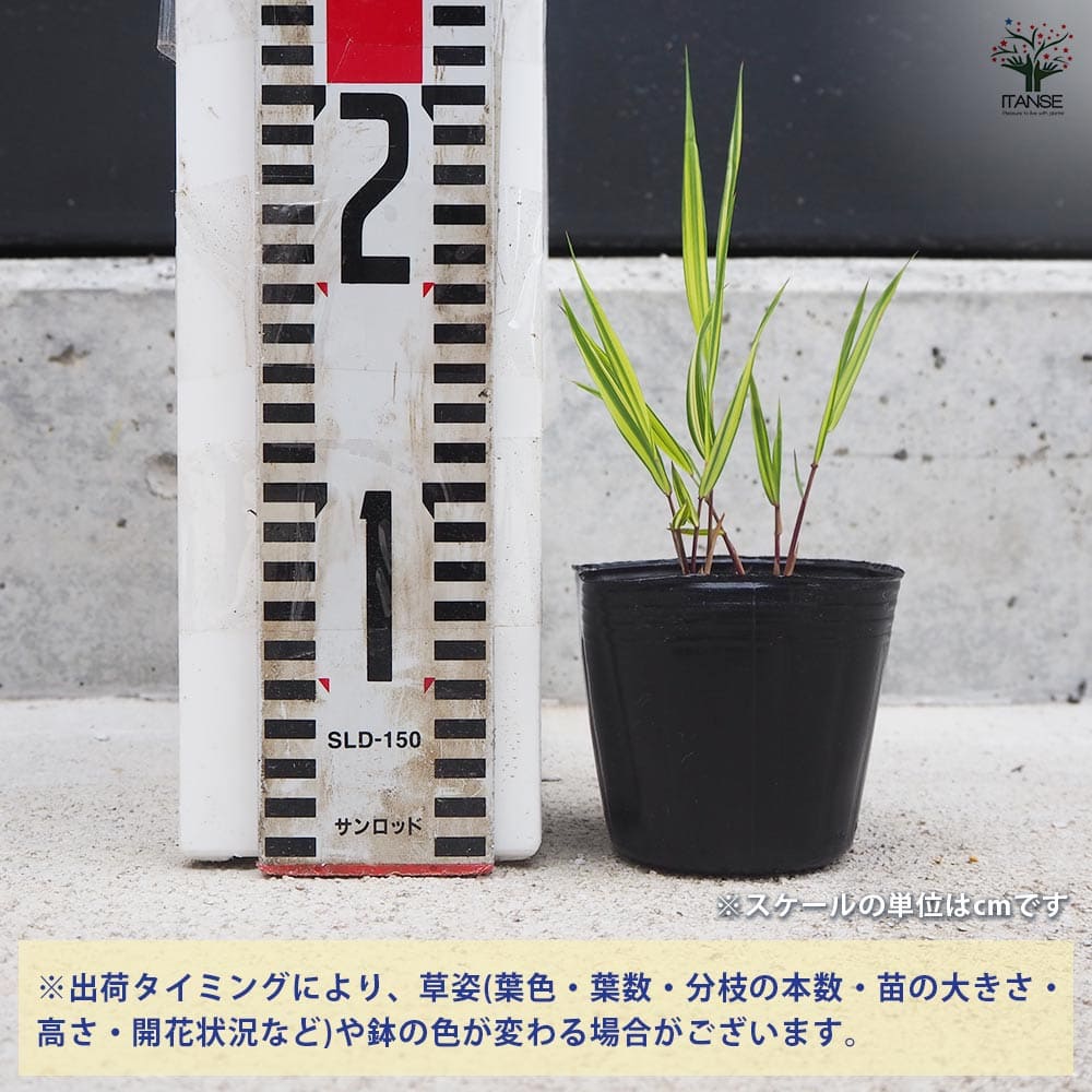 風知草(フウチソウ) 斑入 小 【花苗 3号ポット】｜ 【植物の