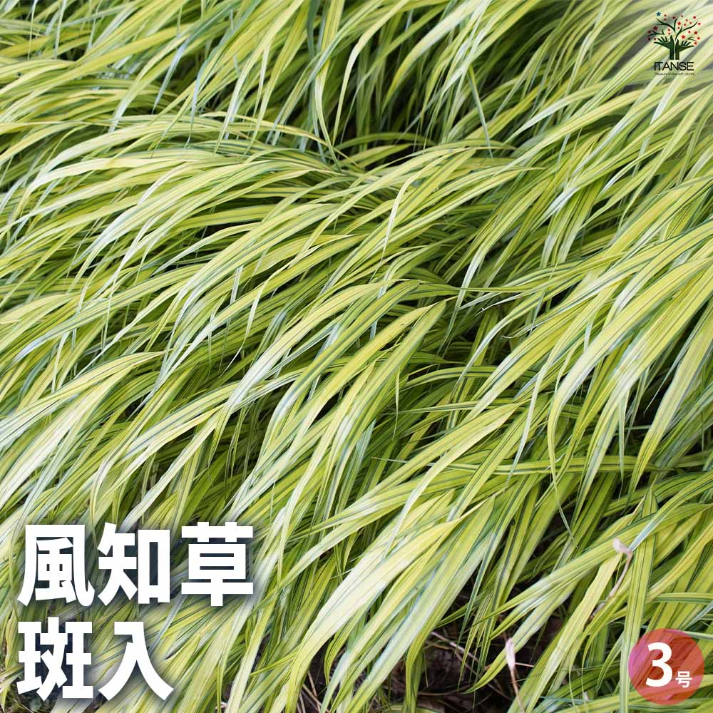 風知草(フウチソウ) 斑入 小 【花苗 3号ポット】