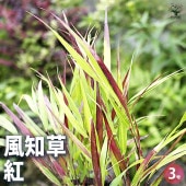 風知草(フウチソウ) 紅 小 【花苗 3号ポット】|花苗