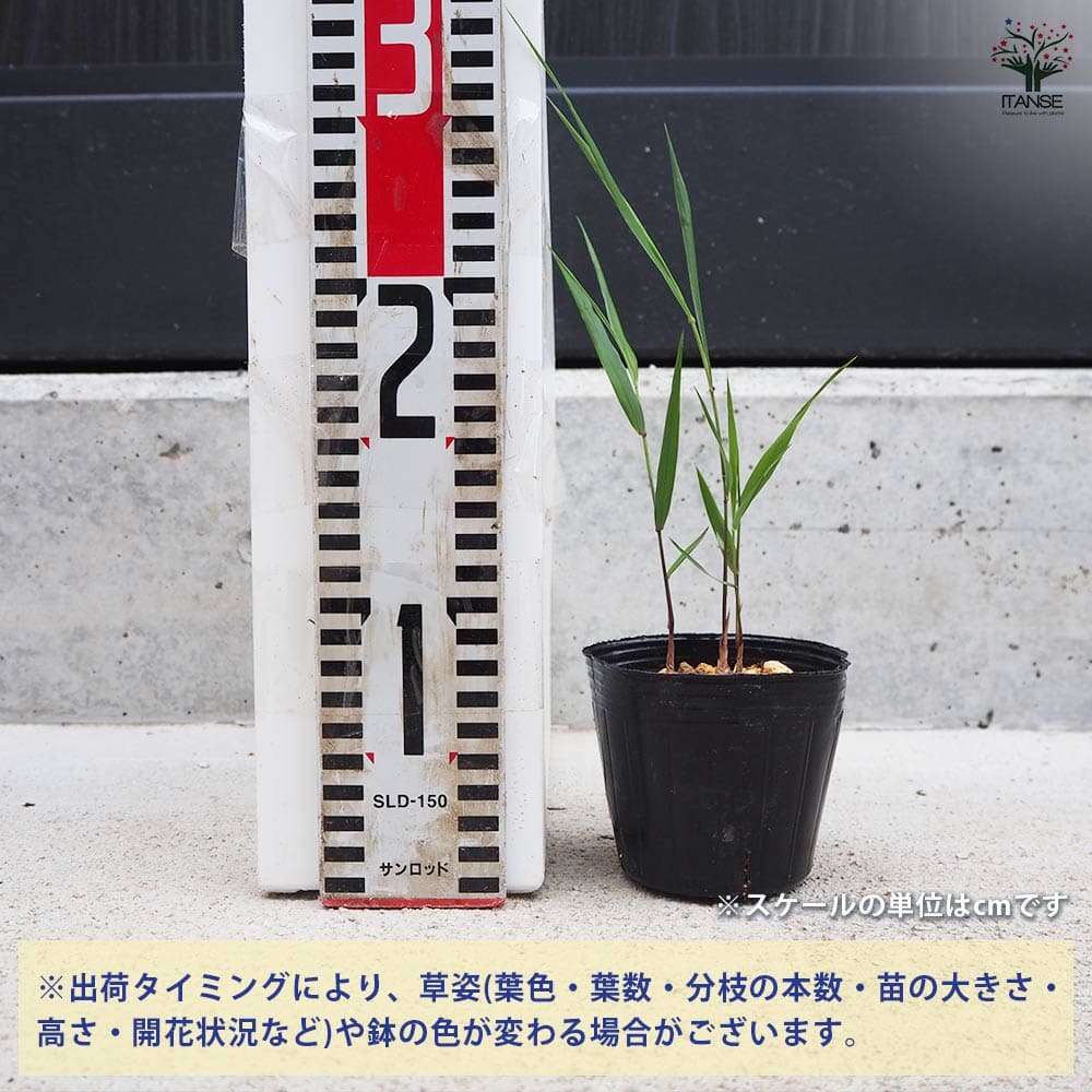 風知草(フウチソウ) 青 小 【花苗 3号ポット】｜ 【植物のITANSE