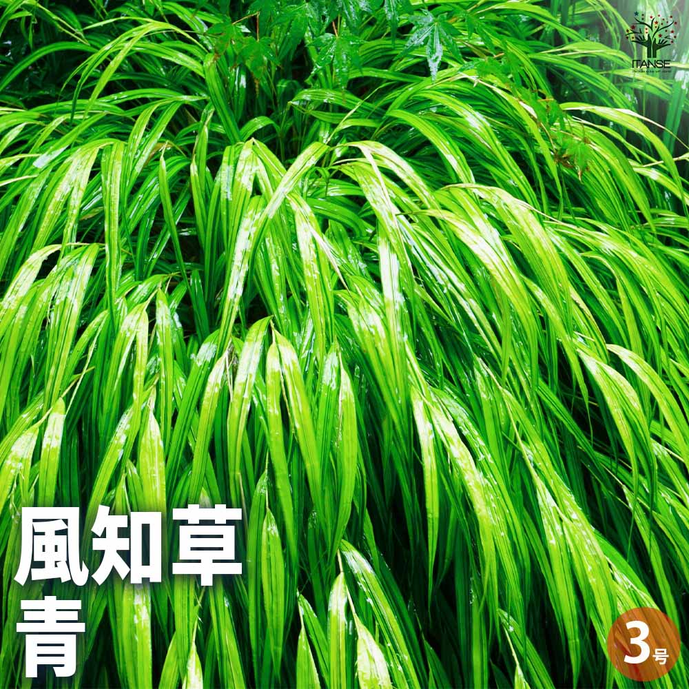 風知草(フウチソウ) 青 小 【花苗 3号ポット】