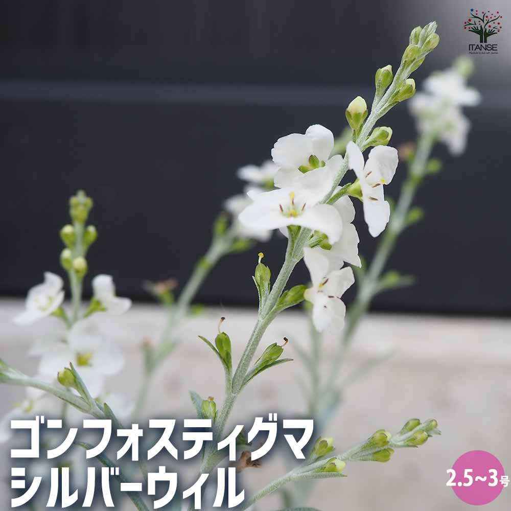 ターコイズカボションの花 シルバーカラー スイングするブローチ と他4点 ターコイズカボションの花 シルバーカラー スイングするブローチ