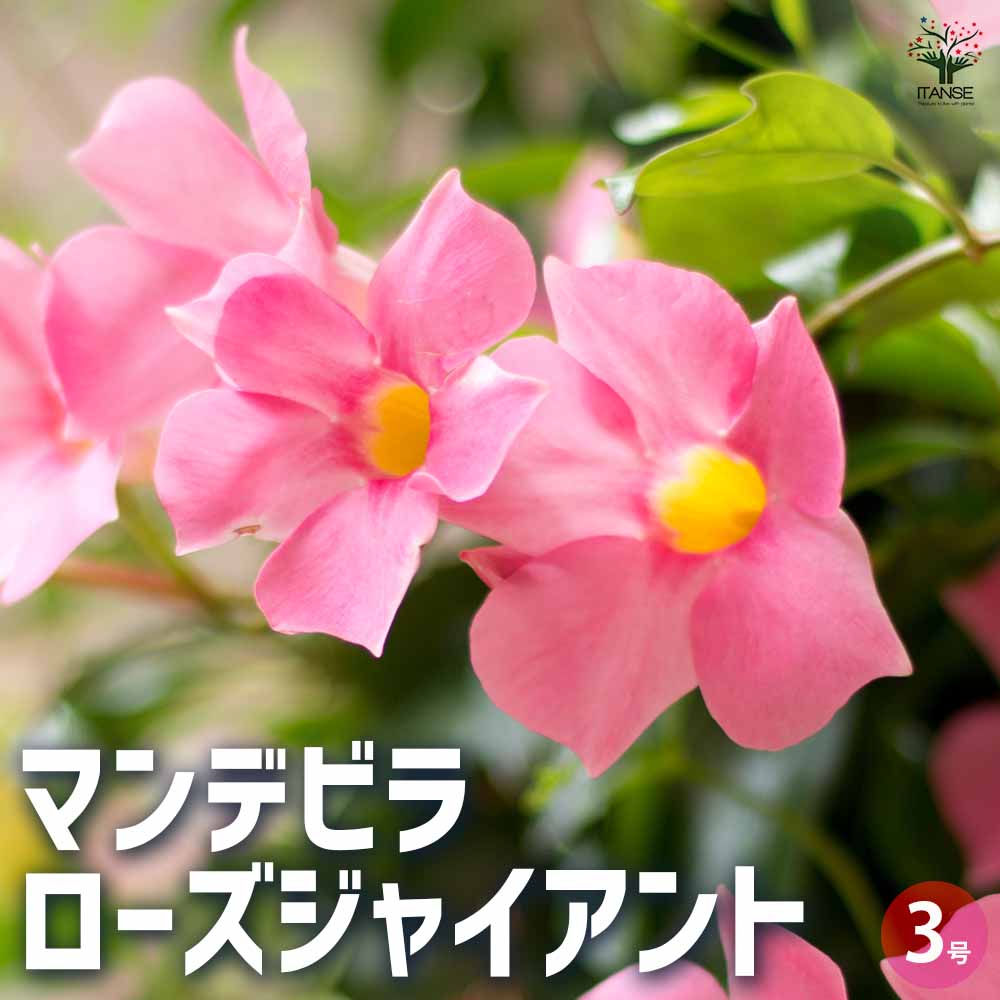 マンデビラ ローズジャイアント 【花苗 3号ポット】