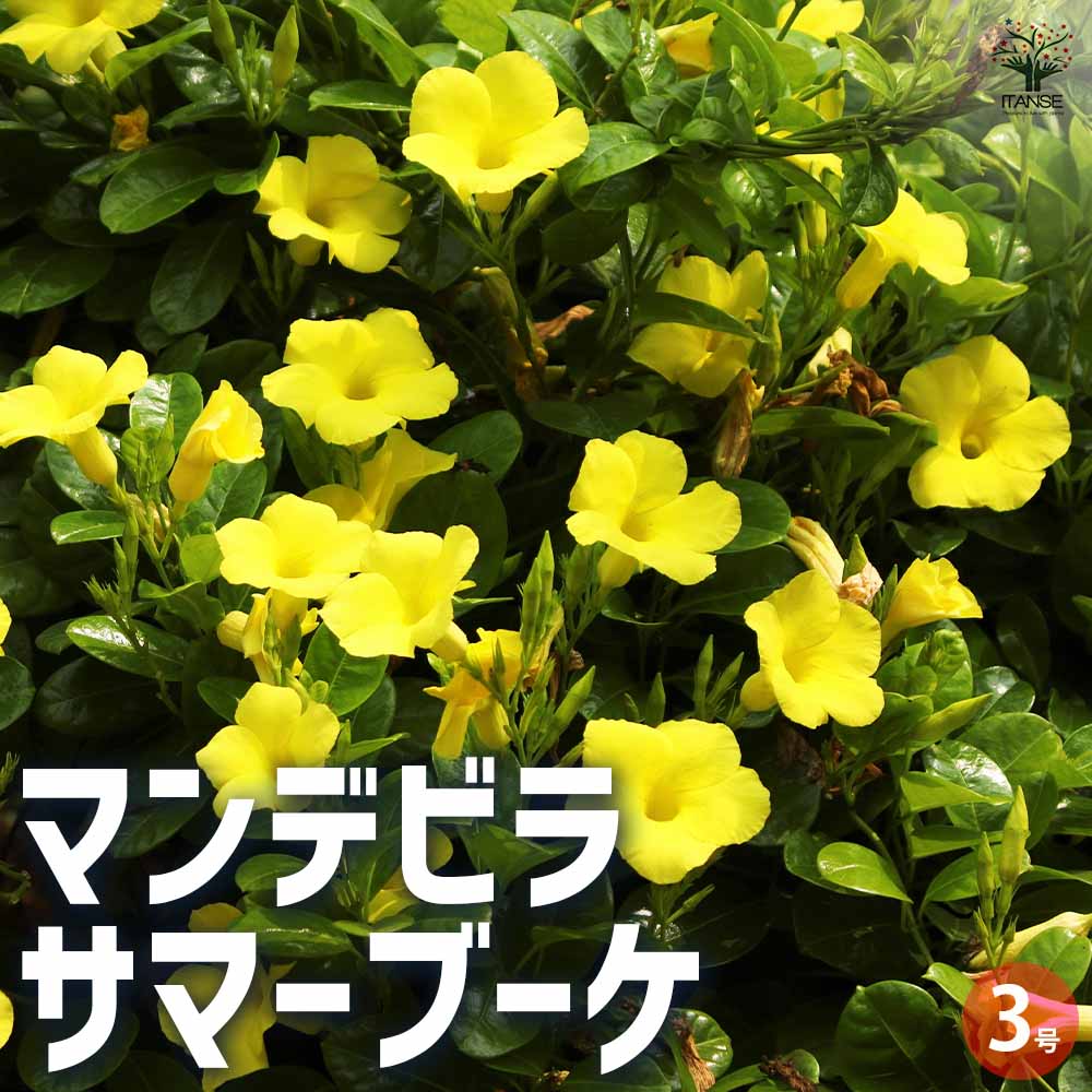 マンデビラ サマーブーケ 【花苗 3号ポット】