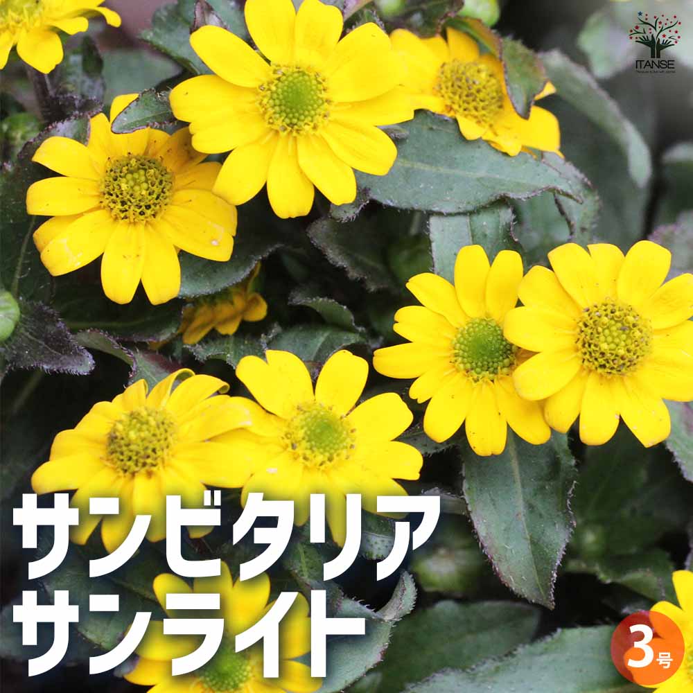 サンビタリア サンライト 【花苗 3号ポット】
