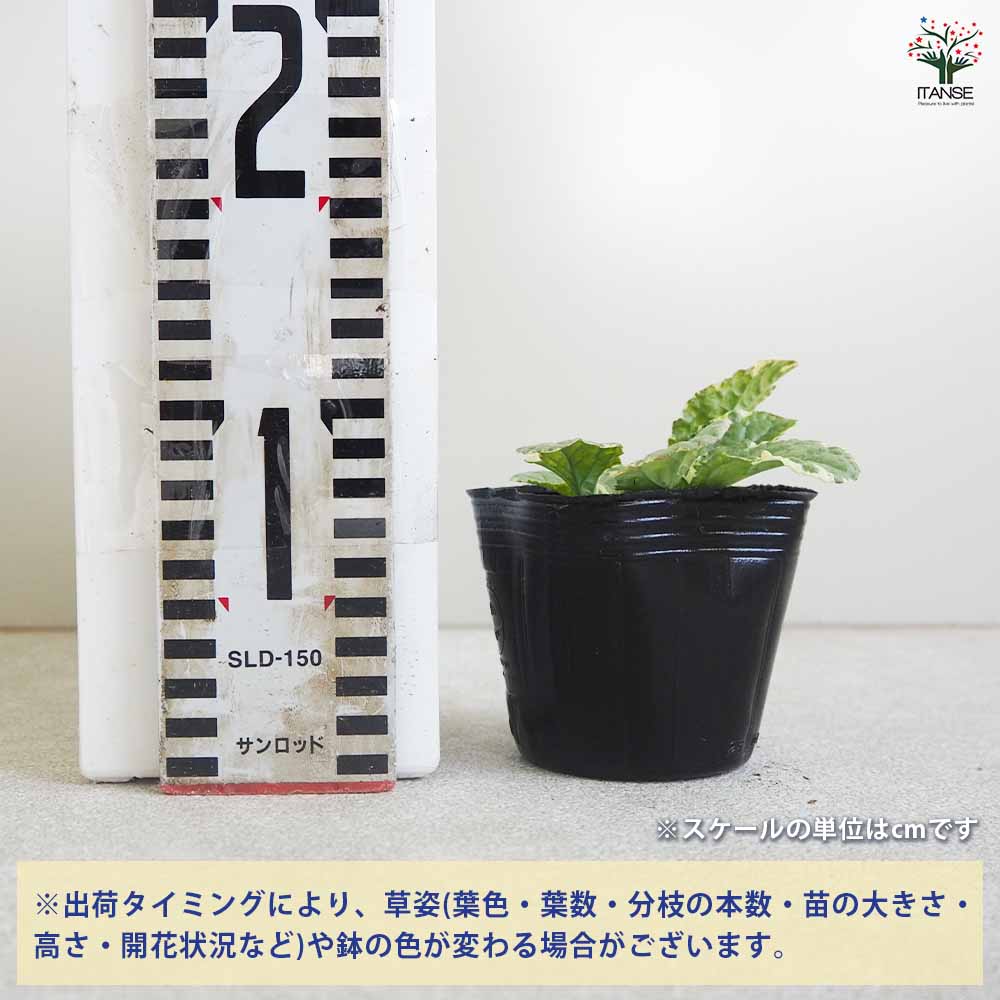 アジュガ バニラチップピンク 2個～【花苗 3号ポット】｜ 【植物の