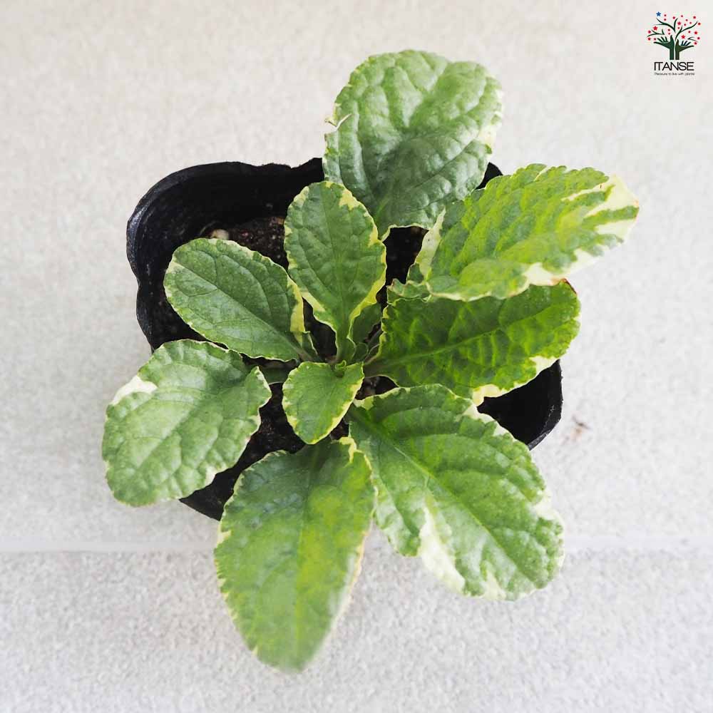 アジュガ苗　確認用 アジュガ 花」の人気商品一覧 | 安い商品を通販サイトから探す - 価格.com