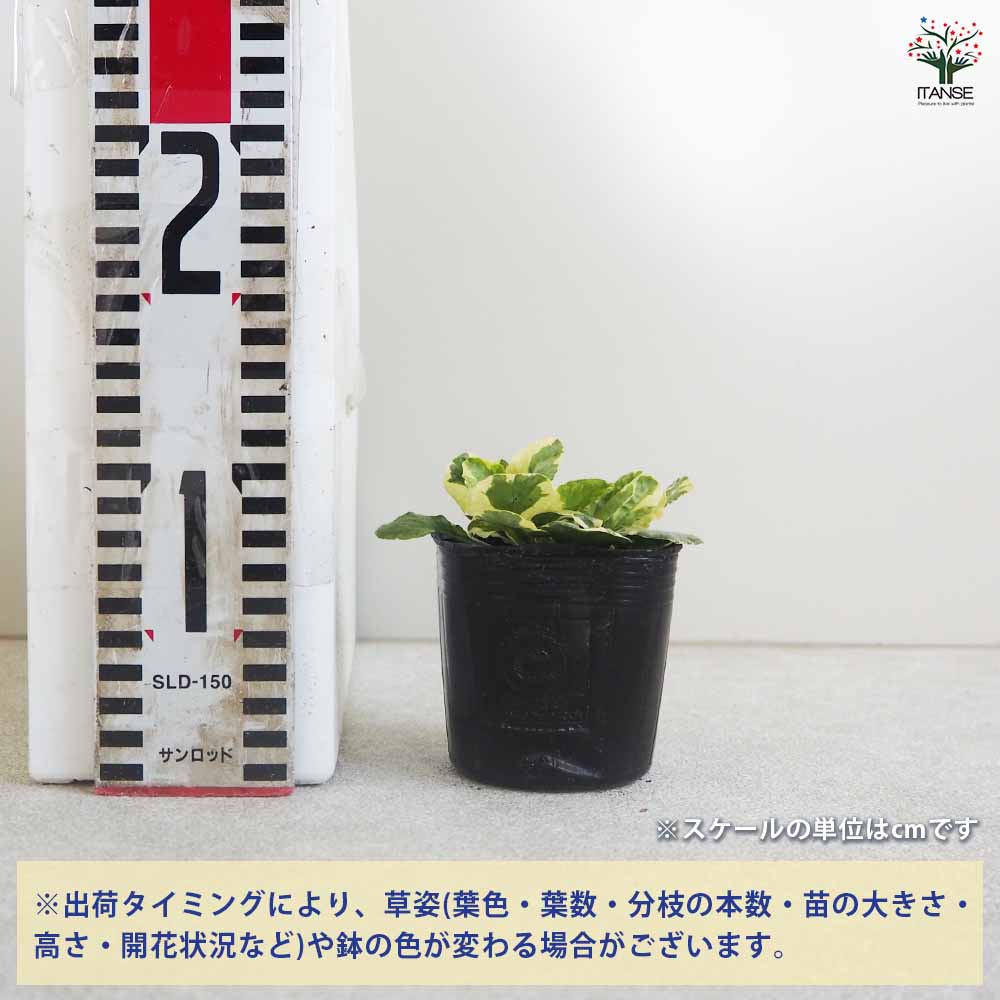 アジュガ バニラチップブルー 2個～【花苗 3号ポット】｜ 【植物の