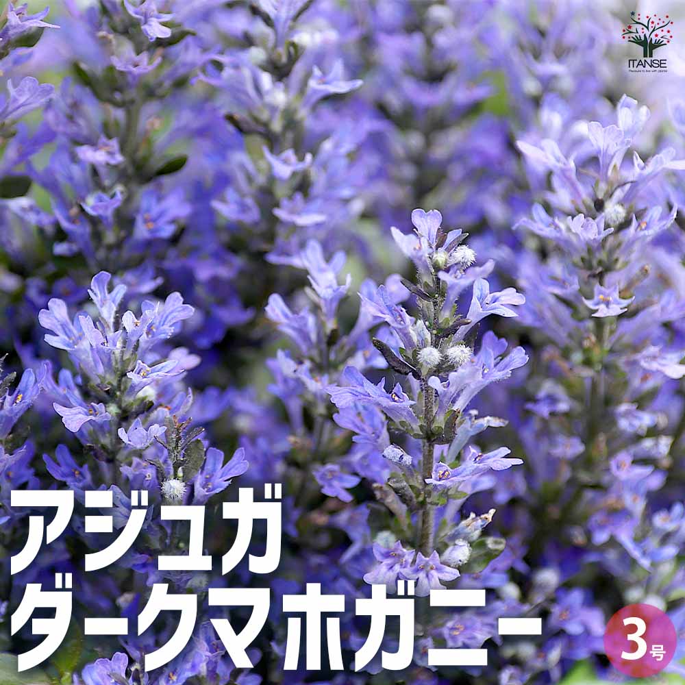 アジュガ ダークマホガニー 2個～【花苗 3号ポット】