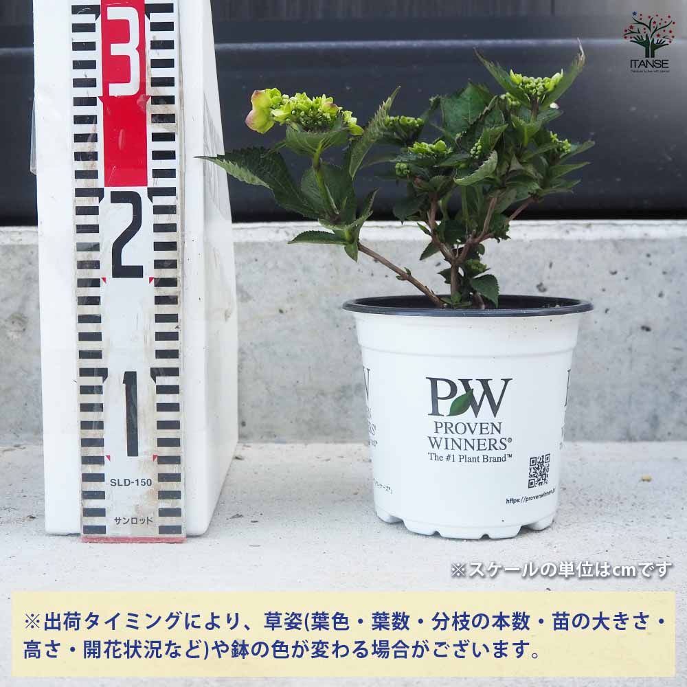 アジサイ サマーメドレー ダブルキャンディ 【花木苗 5号ポット／1個