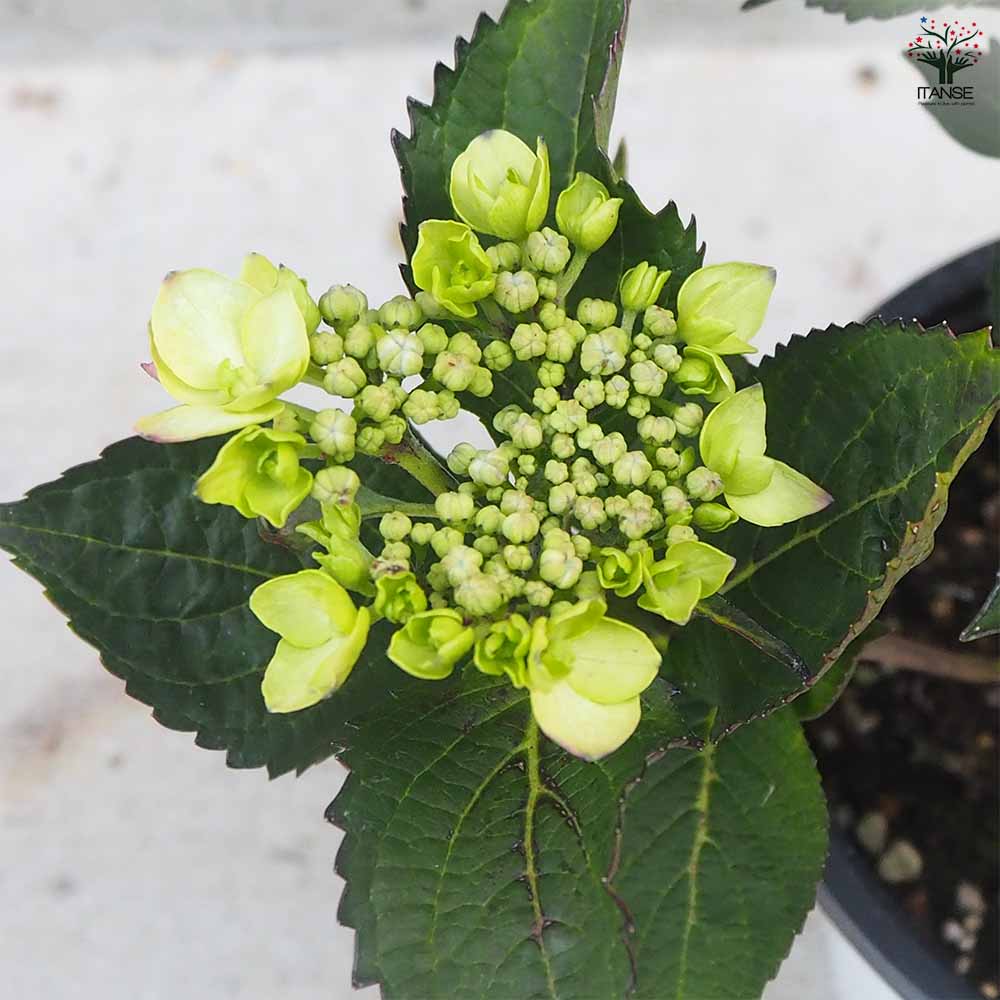 アジサイ サマーメドレー ダブルキャンディ 【花木苗 5号ポット／1個