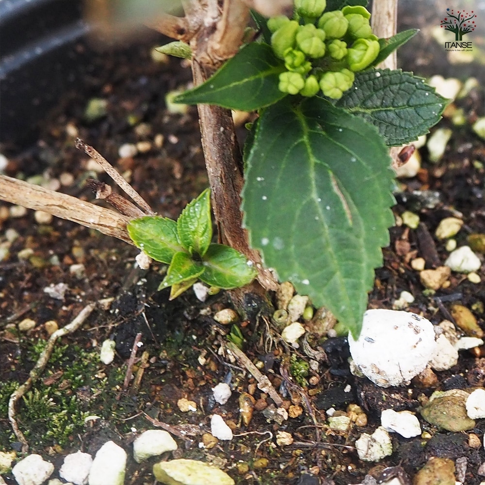 アジサイ サマーメドレー ダブルキャンディ 【花木苗 5号ポット／1個