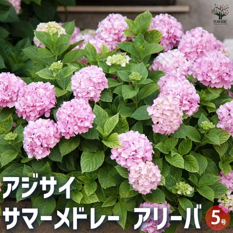 アジサイ サマーメドレー ダブルキャンディ 【花木苗 5号ポット／1個