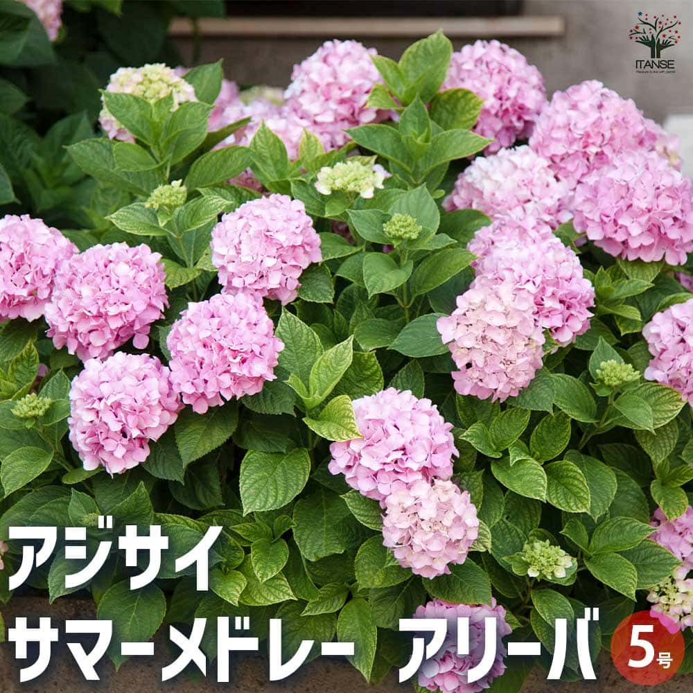 ITANSE ラグランジア クリスタルヴェール2 花木苗 5号鉢/1個売り