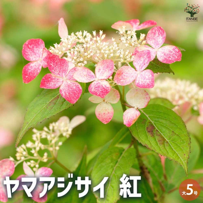 牡丹 八千代椿 【花木苗 4.5号／1個売り】｜ 【植物のITANSE
