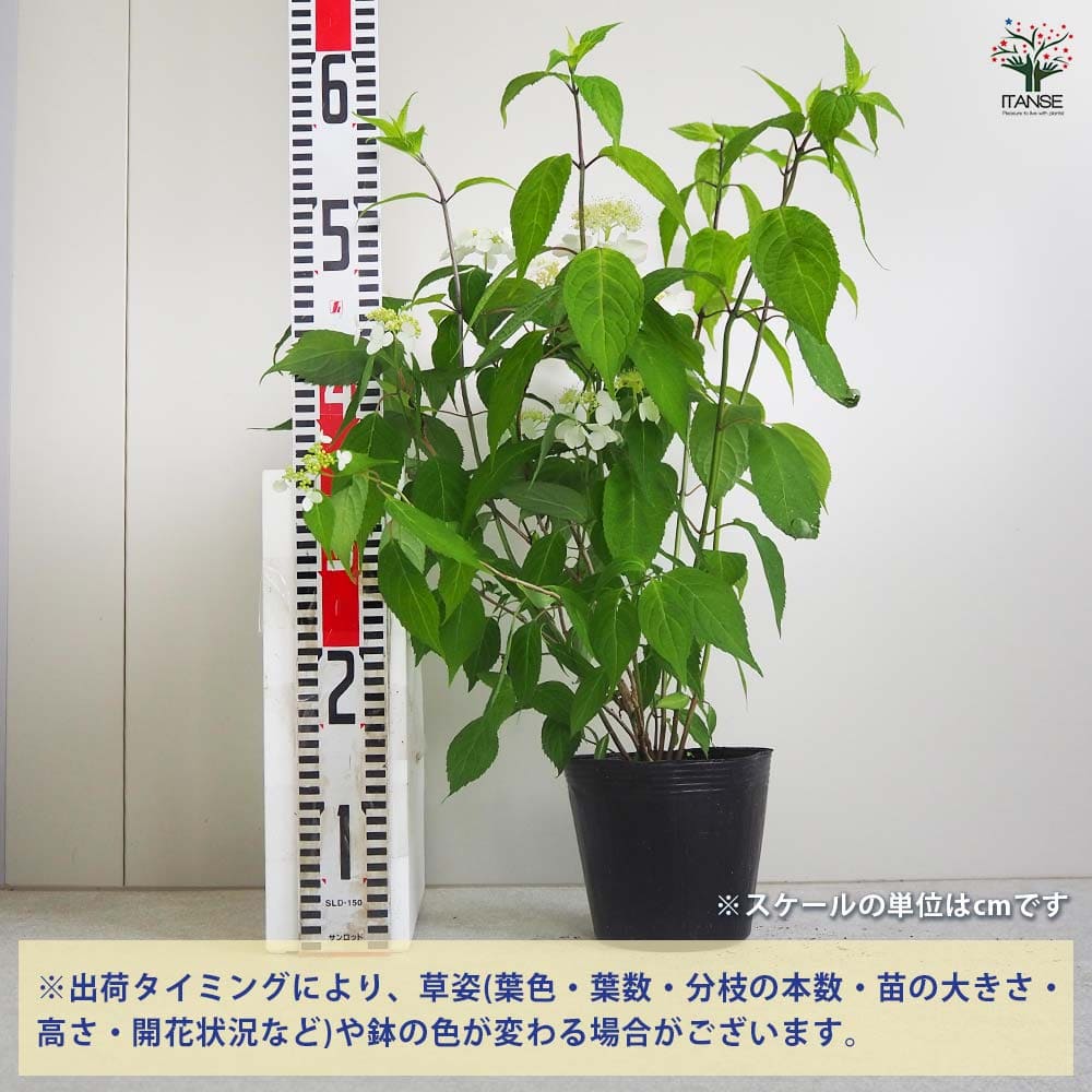 ヤマアジサイ 紅 大 【花木苗 5号ポット／1個売り】｜ 【植物の