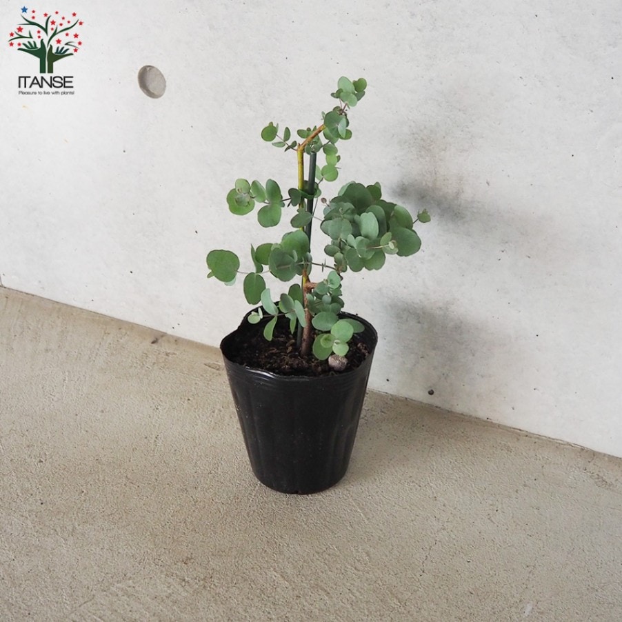 ユーカリ シネレア【花苗 4号ポット／1個売り】｜ 【植物の