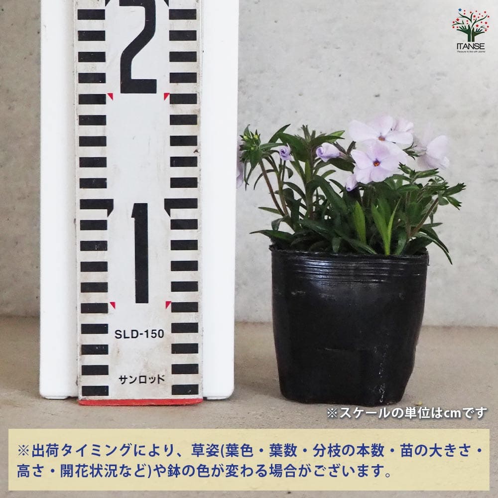 フロックス ウッドランダー ライラック 3個【花苗 9cm】｜ 【植物の