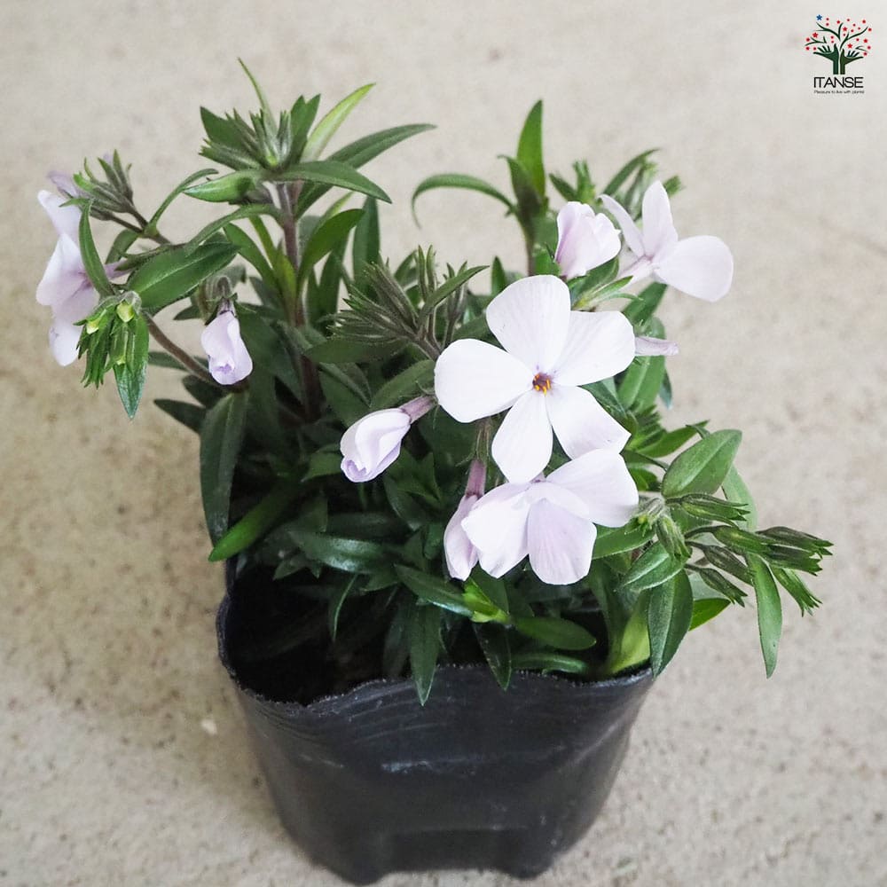 フロックス ウッドランダー ライラック 3個【花苗 9cm