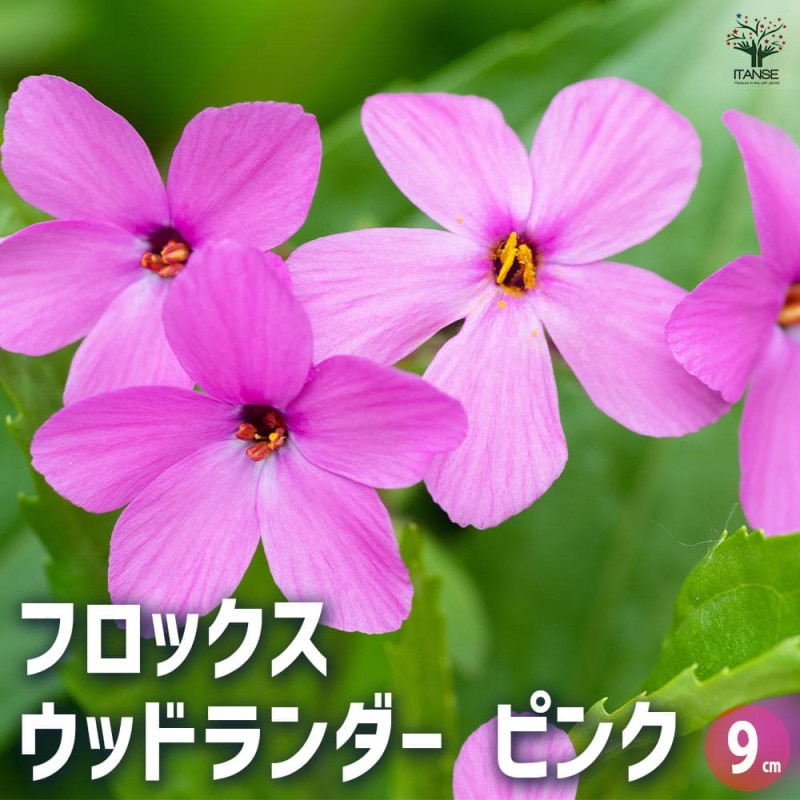 フロックス ウッドランダー ライラック 3個【花苗 9cm
