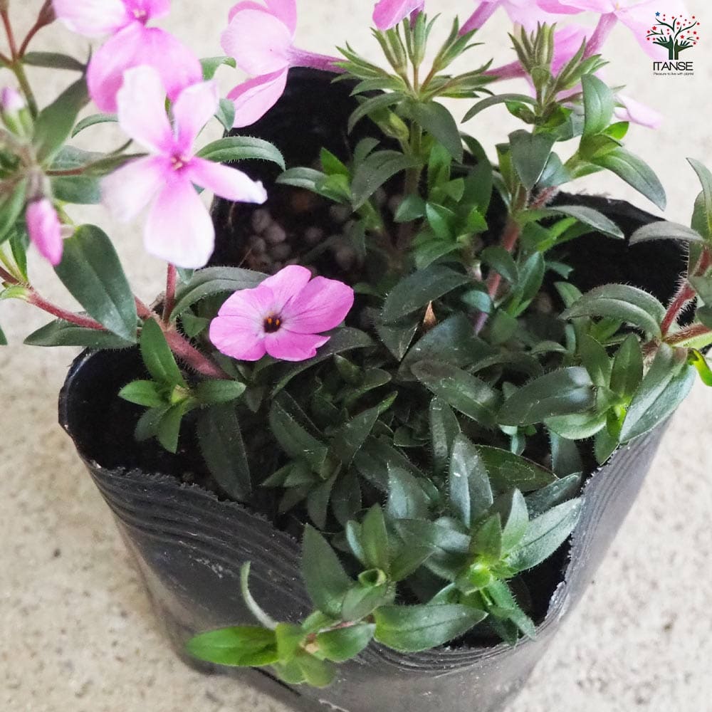 フロックス ウッドランダー ピンク 3個【花苗 9cm】｜ 【植物の