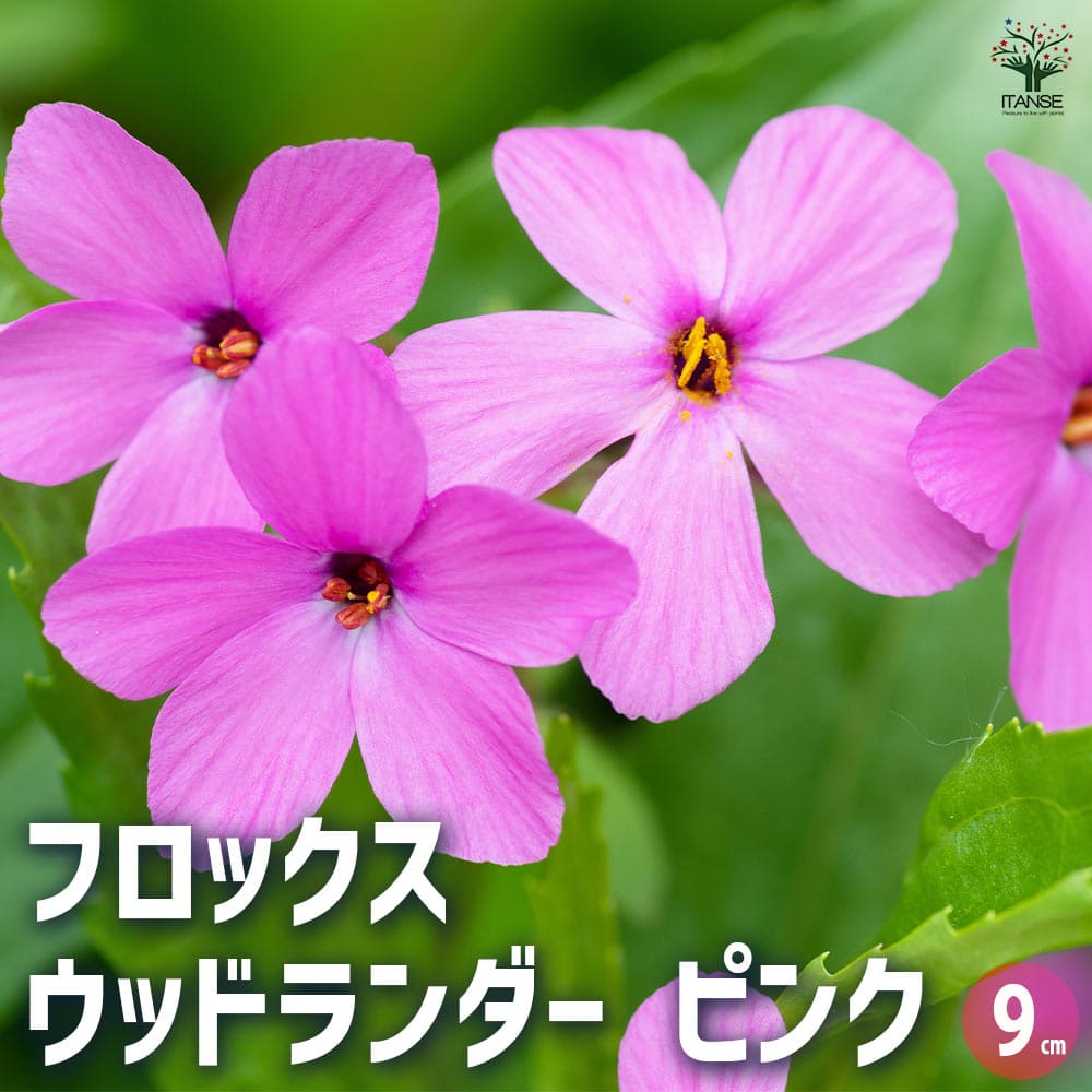 フロッグプロダクツ ウッド牛ドール【ピンク牛カラー】 9a49ae607b6cb3974e071d7d30a97e