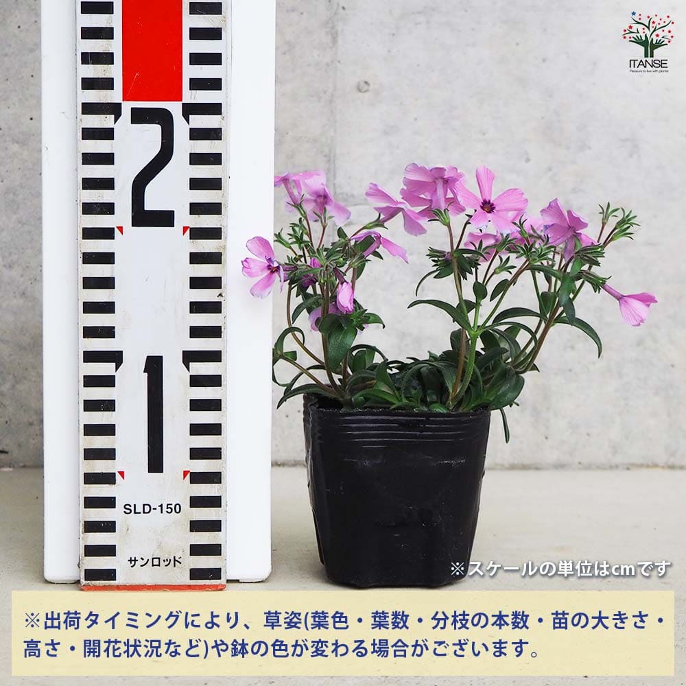 フロックス ウッドランダー ローズ 3個【花苗 9cm】｜ 【植物の