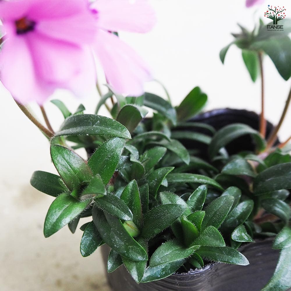 フロックス ウッドランダー ローズ 3個【花苗 9cm】｜ 【植物の