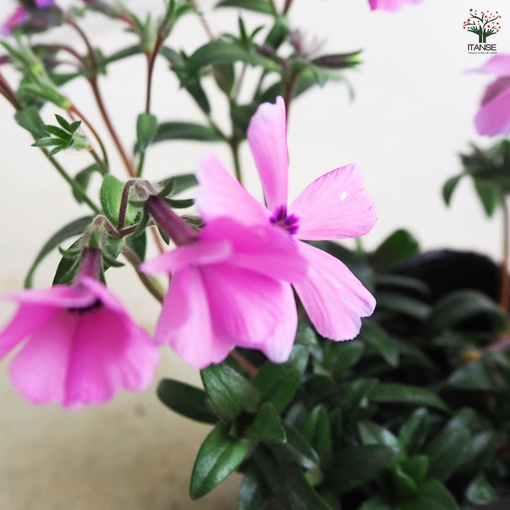 フロックス ウッドランダー ローズ 3個【花苗 9cm】｜ 【植物の