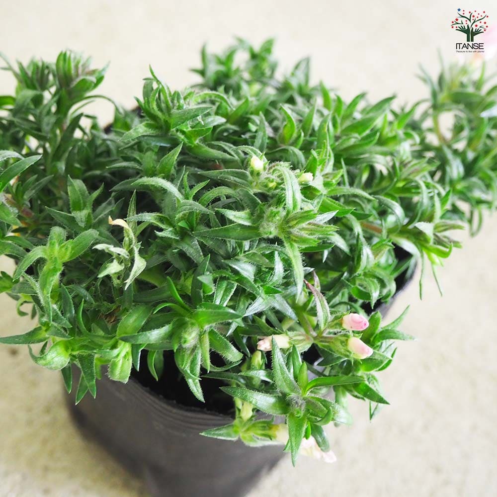 フロックス スプリング ソフトピンク 3個【花苗 9cm】｜ 【植物の