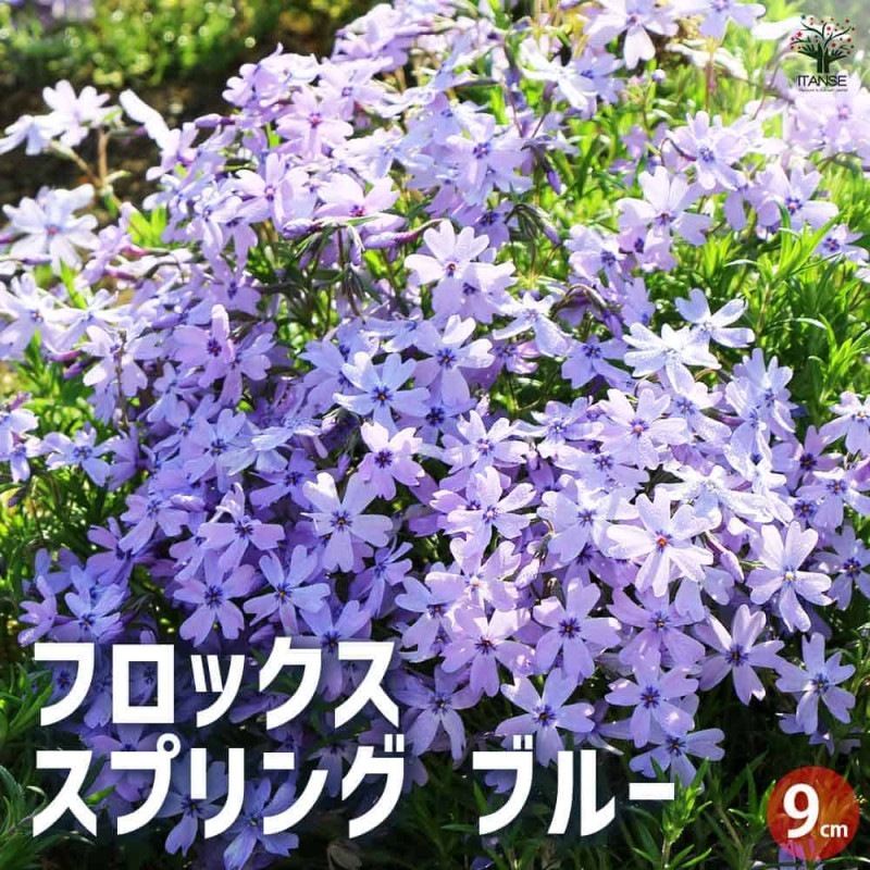 六花@プロフ必須/即購入○ページ 浅草花やしき - リログループ株主優待ClubOff（Relo Group クラブオフ