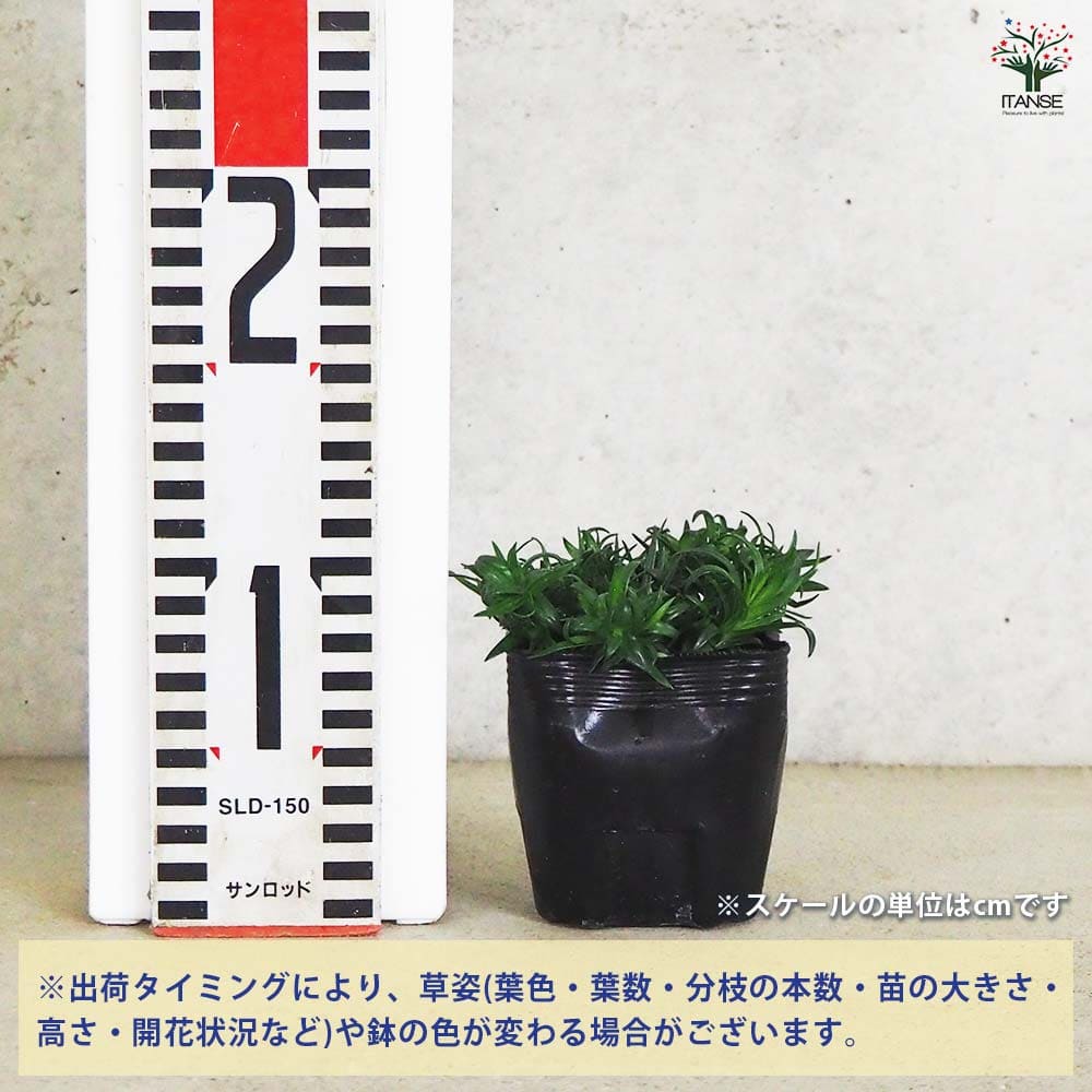 超 ジャンボ種無しライチ 動かそ 苗木 接木苗 2本 込み