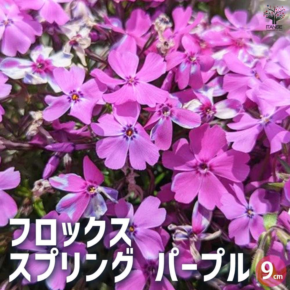 フロックス スプリング パープル 3個【花苗 9cm】