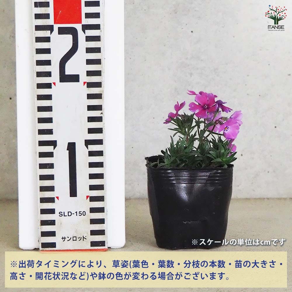 フロックス スプリング パープル 3個【花苗 9cm】｜ 【植物の