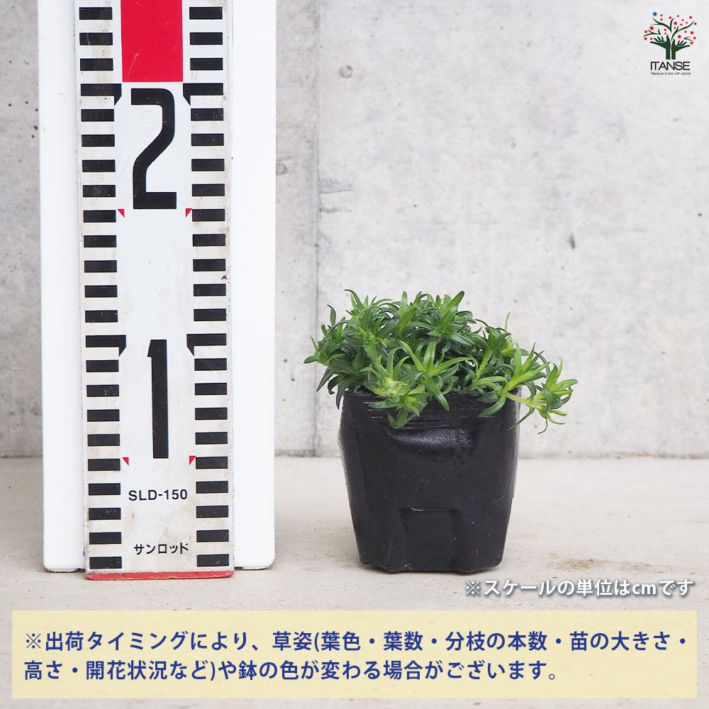 フロックス スプリング ホワイト 3個【花苗 9cm】｜ 【植物の